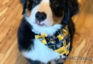 Photo №2 to announcement № 126902 for the sale of bernese mountain dog - buy in Germany private announcement