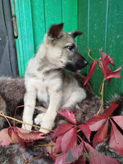 Photo №4. I will sell non-pedigree dogs in the city of Москва. private announcement - price - Is free