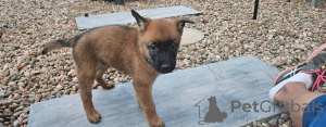 Photo №1. malinois - for sale in the city of Ljubljana | 264$ | Announcement № 117960