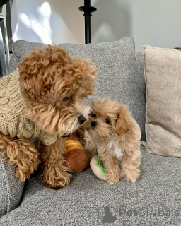 Photo №3. Beautiful maltipoo puppies.. Germany