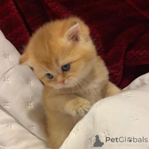 Photo №3. Can you resist a kitten like this? Warning Extreme levels of cuteness detected!. Czech Republic