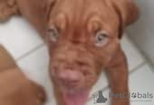 Photo №2 to announcement № 129154 for the sale of dogue de bordeaux - buy in Finland breeder