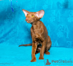Photo №1. oriental shorthair - for sale in the city of Permian | negotiated | Announcement № 80747