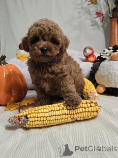 Photo №2 to announcement № 176731 for the sale of poodle (toy) - buy in Serbia breeder
