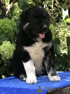 Photo №4. I will sell caucasian shepherd dog in the city of Sorrento. private announcement, from nursery, breeder - price - 634$