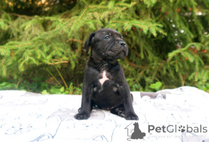 Photo №1. non-pedigree dogs - for sale in the city of St. Petersburg | 2$ | Announcement № 152622