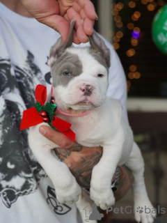 Photo №3. Bright eyes, brave heart Nova lights up every moment. Sweden