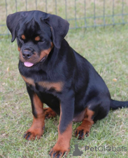 Photo №4. I will sell rottweiler in the city of Loznica.  - price - negotiated