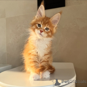 Photo №1. maine coon - for sale in the city of Stockholm | negotiated | Announcement № 171098