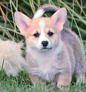Photo №4. I will sell welsh corgi in the city of Valeovo.  - price - negotiated