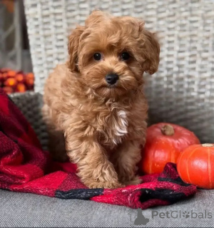 Photo №3. Playful Maltipoo Pups Hypoallergenic & Family-Friendly. Germany