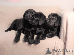 Photo №3. Labrador puppies. Germany