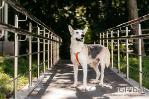 Additional photos: Mixed German Shepherd Count in good hands