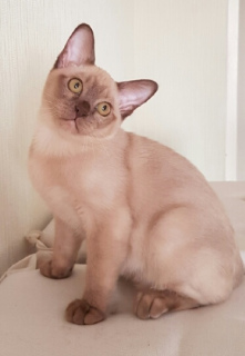 Photo №1. burmese cat - for sale in the city of Krasnodar | 543$ | Announcement № 2070