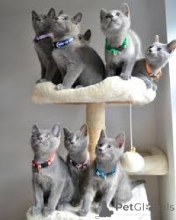Photo №1. russian blue - for sale in the city of Marseilles | 516$ | Announcement № 165925