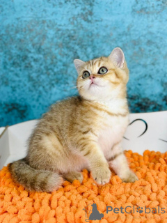 Photo №2 to announcement № 145302 for the sale of scottish straight - buy in Ukraine breeder