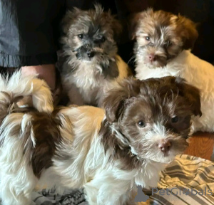 Photo №2 to announcement № 139073 for the sale of havanese dog - buy in Germany breeder