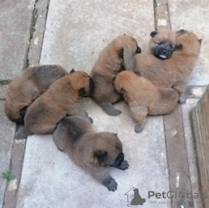 Photo №2 to announcement № 124066 for the sale of chow chow - buy in Finland private announcement