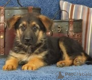 Photo №1. german shepherd - for sale in the city of Brno | Is free | Announcement № 124141