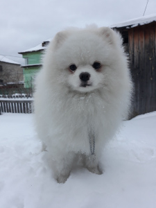 Photo №2 to announcement № 4776 for the sale of german spitz - buy in Russian Federation private announcement