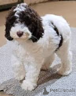 Photo №2 to announcement № 165588 for the sale of labradoodle - buy in Netherlands private announcement, breeder