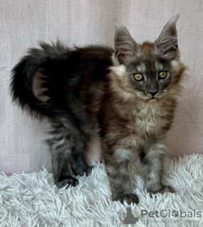 Photo №4. I will sell maine coon in the city of Lublin. breeder - price - 1057$