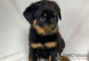 Photo №1. rottweiler - for sale in the city of Berlin | Is free | Announcement № 127090