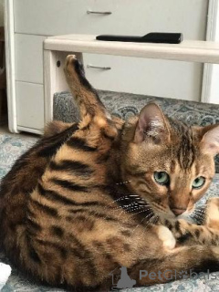 Photo №4. I will sell bengal cat in the city of Helsinki. private announcement, breeder - price - 300$