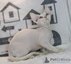 Photo №3. Devon Rex. Germany