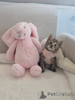 Photo №2 to announcement № 170332 for the sale of bengal cat - buy in Denmark breeder