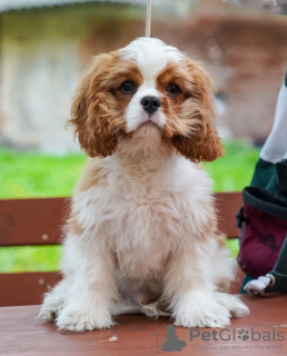 Additional photos: Playful boy Amadeus