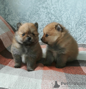 Photo №2 to announcement № 124050 for the sale of pomeranian - buy in Belarus breeder