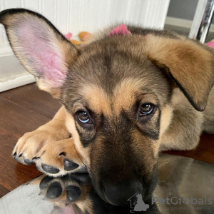 Photo №2 to announcement № 78626 for the sale of german shepherd - buy in Bulgaria private announcement
