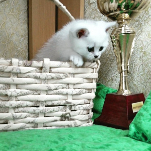 Photo №2 to announcement № 6138 for the sale of british shorthair - buy in Belarus private announcement
