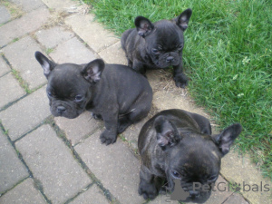 Photo №1. french bulldog - for sale in the city of Usedom | 329$ | Announcement № 147596