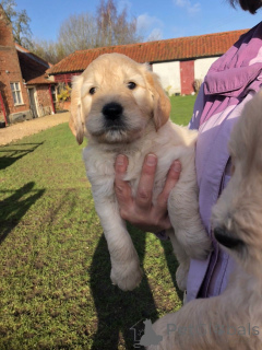 Photo №2 to announcement № 168379 for the sale of golden retriever - buy in Sweden private announcement, breeder