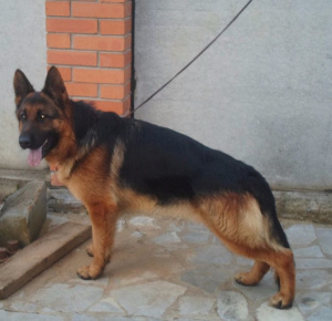 Photo №1. german shepherd - for sale in the city of Yekaterinburg | 241$ | Announcement № 3636