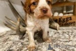 Photo №2 to announcement № 129104 for the sale of american bully - buy in Finland breeder