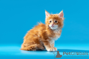 Photo №2 to announcement № 8758 for the sale of maine coon - buy in Russian Federation from nursery