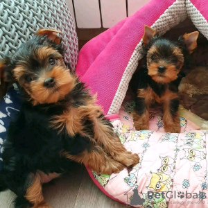 Photo №1. yorkshire terrier - for sale in the city of Helsinki | 370$ | Announcement № 116780