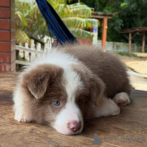 Photo №2 to announcement № 166819 for the sale of border collie - buy in Germany breeder