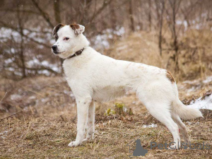 Photo №2 to announcement № 164581 for the sale of non-pedigree dogs - buy in Russian Federation private announcement