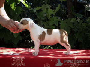 Additional photos: American Staffordshire Terrier, puppies