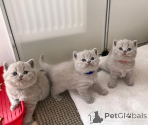 Photo №1. british shorthair - for sale in the city of Helsinki | 400$ | Announcement № 169092
