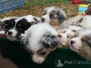Photo №1. australian shepherd - for sale in the city of Gheent | 826$ | Announcement № 167113