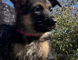 Photo №1. german shepherd - for sale in the city of Манчестер | 659$ | Announcement № 138466