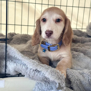 Photo №3. Handsome Male Cream Dachshund Puppy Rare Color & Full of Love!. Germany