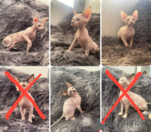 Photo №1. sphynx-katze - for sale in the city of Tashkent | 100$ | Announcement № 91821