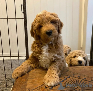 Photo №2 to announcement № 135618 for the sale of golden retriever - buy in Germany breeder