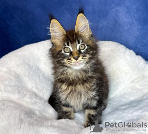 Photo №1. maine coon - for sale in the city of New York | 300$ | Announcement № 114861